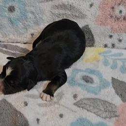 Australian Shepherd Puppies from Nicole Brinton