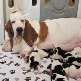 Basset Hound Puppies from Double Branch Basset Hounds
