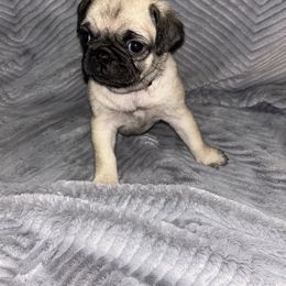 Pug Puppies from Rory’s Curly Tails