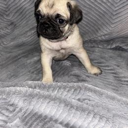 Pug Puppies from Rory’s Curly Tails