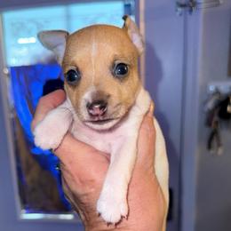 Pup B - White and tan male Toy Fox Terrier puppy in Clermont, Florida from Debbie Hiles's Toy Fox Terriers