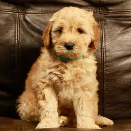 Goldendoodle Puppies from 307 Mini Goldendoodle