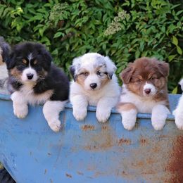 Australian Shepherds from Legato Aussies
