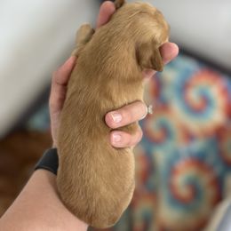 Boy 1 - Cream Dachshund puppy in Las Animas, Colorado from J&D Dachsies