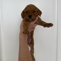 PEACH - Apricot female Goldendoodle puppy in Independence, Oregon from Ankeny Doodles