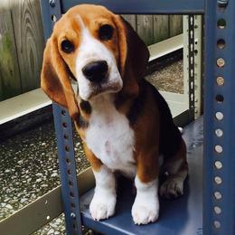 Beagle Puppies from South Beagles