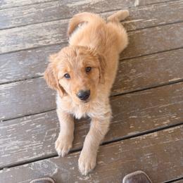 Todd - Dark golden male Golden Retriever puppy in Joshua, Texas from 3 Gun Retrievers