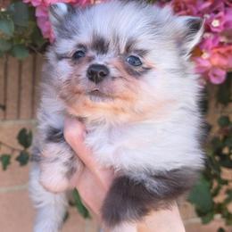 Boy - Blue merle male Pomeranian puppy in Los Angeles, Santa Clarita, California from LT_Poms