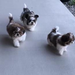 Shih Tzu Puppies from Stevens’ Hidden Acres