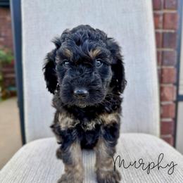 Murphy - Phantom male Bernedoodle puppy in Owasso, Oklahoma from Kallams Bernedoodles & Bernese Mountain Dogs