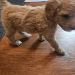 Sheepadoodle Puppies from Regalpups
