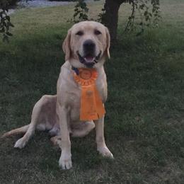 Buck - Labrador Retriever