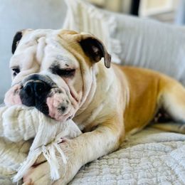 Ruby - Red and white Bulldog puppy in Sabinal, Texas from Cazares Royal Lineage Bulldogs