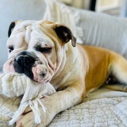 Ruby - Red and white Bulldog puppy in Sabinal, Texas from Cazares Royal Lineage Bulldogs