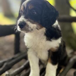 Bordoodle Puppies from Borders of Eby Eden
