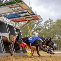 Belgian Malinois and Dutch Shepherds from Berserkermalinoiskennel