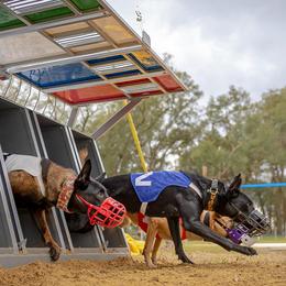 Belgian Malinois and Dutch Shepherds from Berserkermalinoiskennel