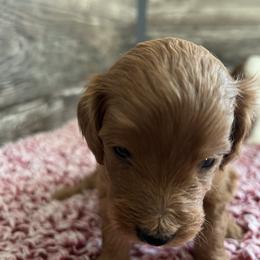 Lynette - Red female Cavapoo puppy in Osseo, Michigan from Smiths Fluffy butts
