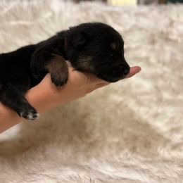 Boy 1 - German Shepherd puppy in Guthrie, Oklahoma from Seelenfeuer German Shepherd Dogs