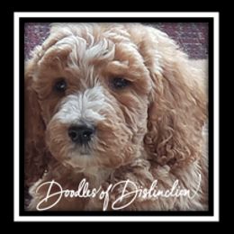 Goldendoodle Puppies from Lakeshore Doodles