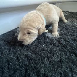 Golden Retriever Puppies from ATW Retrievers