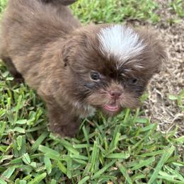 Shih Tzu Puppies from Staci Fidler