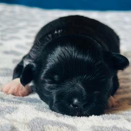 Pup 3 - Black and white male Shichon puppy in Grand Rapids, Michigan from Great Lakes Teddy Bear Dogs