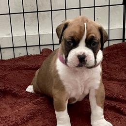 Boxer Puppies from Martinez Boxers of Central Florida