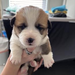 Girl 1 - female Pembroke Welsh Corgi puppy in Anniston, Alabama from Southern Corgi
