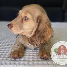 PRA clear Ee cream F 3500 - Cream female Dachshund puppy in Texarkana, Arkansas from Dogwood Acre Dachshunds