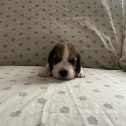 Girl 1 - White black and tan female Beagle puppy in Newman, California from Valley Beagles