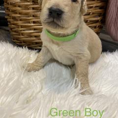 Double Doodle Puppies from Northern Valley Doodles