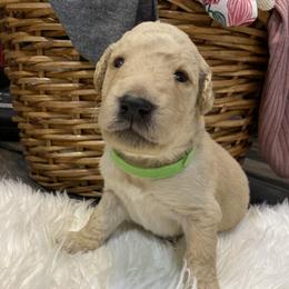 Double Doodle Puppies from Northern Valley Doodles