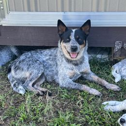 Lainey - Australian Cattle Dog