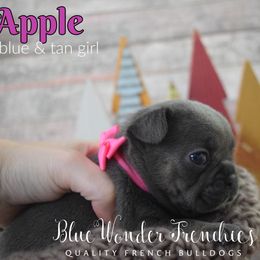 Apple - Tricolors female French Bulldog puppy in Loxahatchee, Florida from Blue Wonder Frenchies