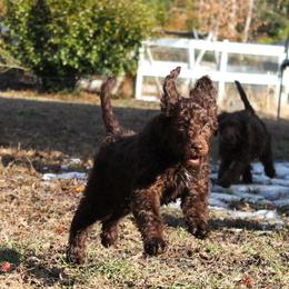 Ziti - Chocolate female Labradoodle puppy in Lanexa, Virginia from Lees Reach Farm