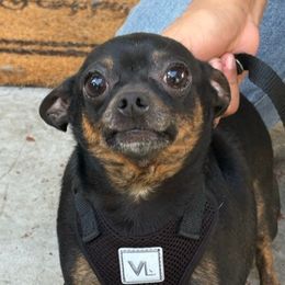 Chihuahuas from Agape Chihuahua