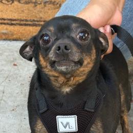 Chihuahuas from Agape Chihuahua