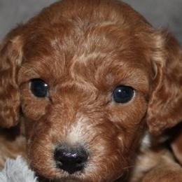 Female 3 - female Cavapoochon puppy in Fredericksburg, Ohio from Timshell Farm Specialty Crossbreed Puppies