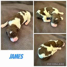 James - Parti male Poodle puppy in Piqua, Kansas from Legacy Farms Standard Poodles