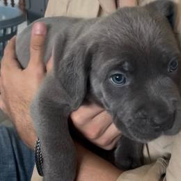 Bubbles - Gray female Cane Corso puppy in San Isidro, Texas from MTZCC Ranch, LLC