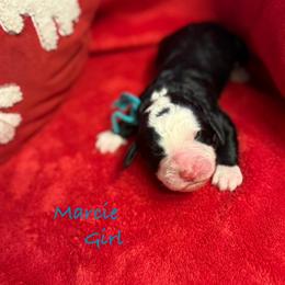 Marcie - female Golden Mountain Doodle puppy in Rockville, Minnesota from Bracha Poodles & Doodles