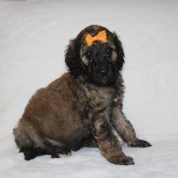Calypso - Sable female Goldendoodle puppy in Howard City, Michigan from Doodles and Chaos