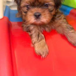 Bradford - Red male Shih Tzu puppy in Kettering, Ohio from The Ruff Life Tribe