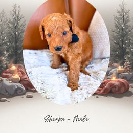 Sherpa - Red  male Goldendoodle puppy in Canton, Georgia from Teddy Puppies