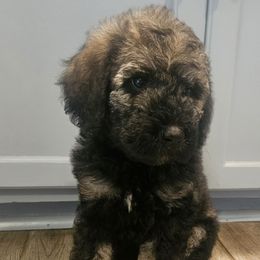 Caitlin - Merle female Goldendoodle puppy in Kansas City, Missouri from Poppy's Doodles