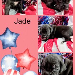 Jade - Black and white female Great Dane puppy in Gonzales, Louisiana from Anstatt House Of Danes