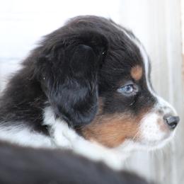 Olaf - Black tri male Miniature Australian Shepherd puppy in Gretna, Virginia from Adams Acres Cattle Dogs