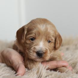 Pink - Apricot female Australian Labradoodle puppy in Williamstown, New York from Lewis Manor Labradoodles
