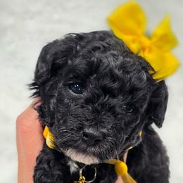 Sally - Black and white female Bernedoodle puppy in Vernon, Texas from Sugarland's Texas Goldendoodles